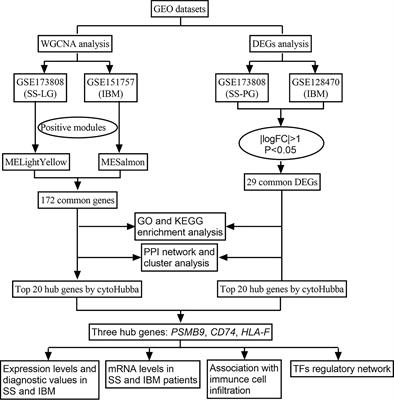 Potential common molecular mechanisms between Sjögren syndrome and inclusion body myositis: a bioinformatic analysis and in vivo validation